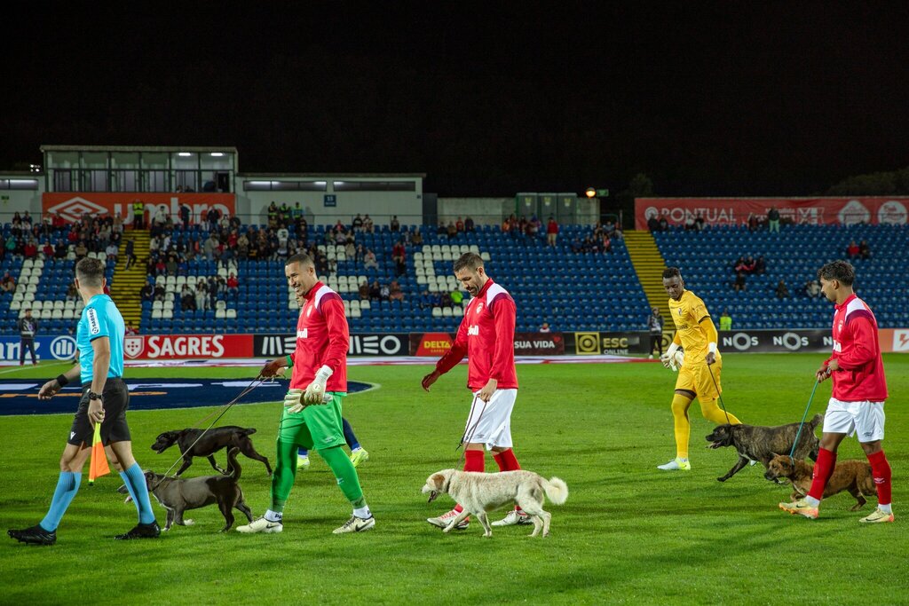 Campanha “Não me deixes fora de jogo” resulta na adoção de 12 animais